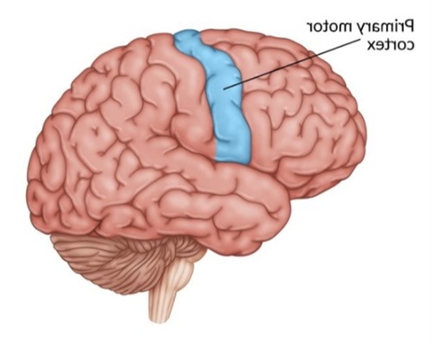 <p>processes somatic sensations (touch, pain, position of body in space)</p><p>when receptors detect sensations, the info is sent to thalamus, then psc</p>