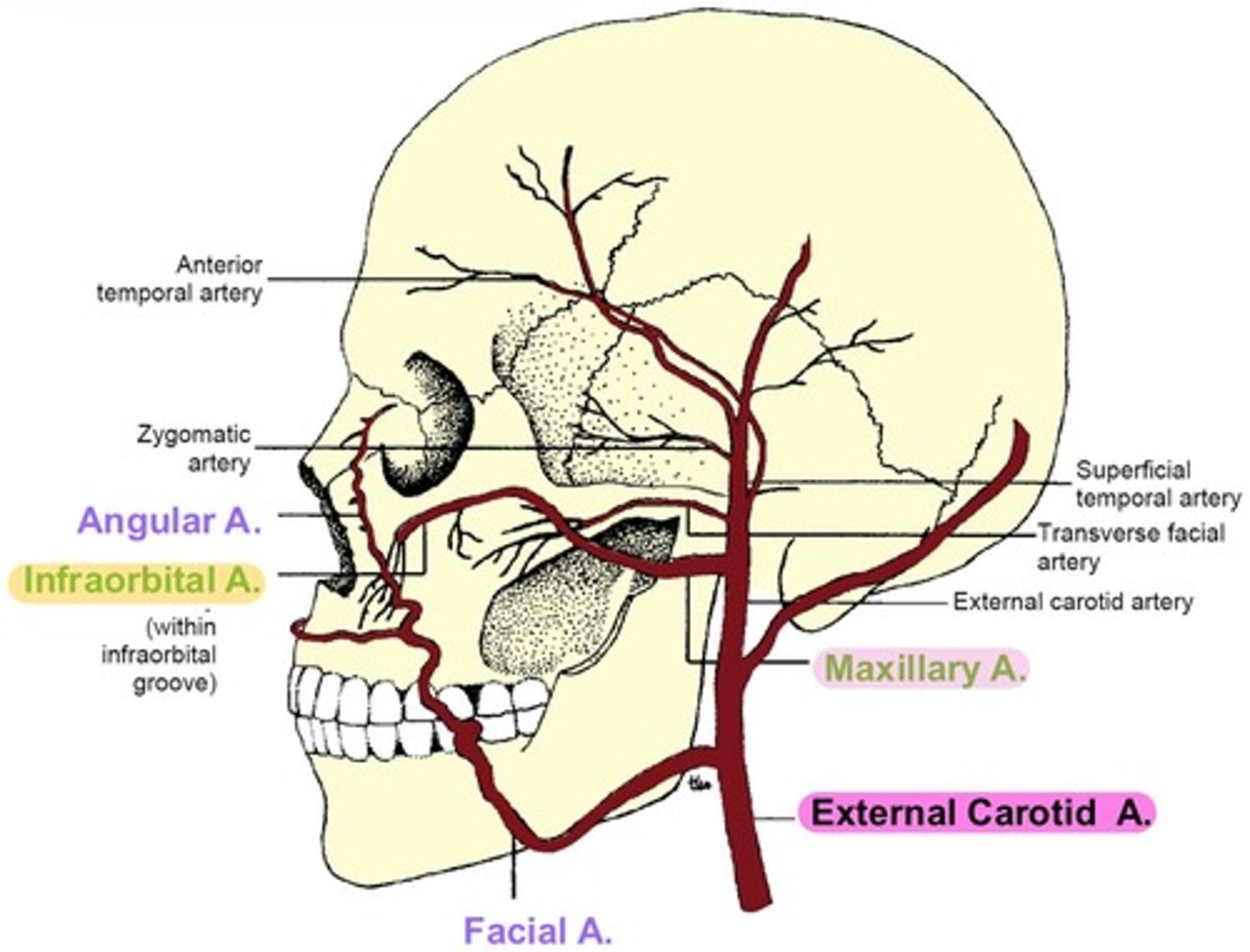 <p>branches into <strong>Infraorbital artery.</strong></p><p></p><p>→ Infraorbital groove → Infraorbital foramen → supplies <strong>IR, IO, and lacrimal sac</strong></p>