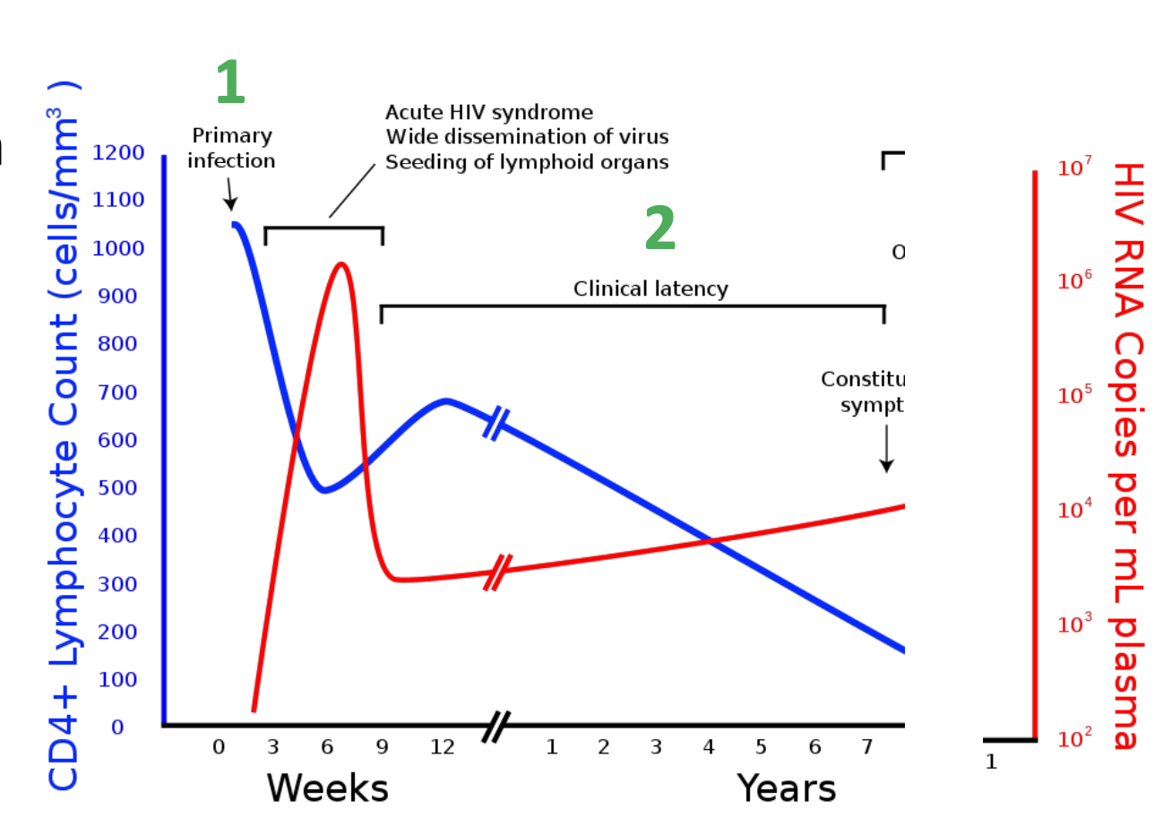 <p><strong>Stage 2 – clinical latency</strong></p><ul><li><p class="p1">patient recovers from initial infection</p></li><li><p class="p1"><span>CD4+ count initially recovers</span></p></li><li><p class="p1"><span>Patient continues to be asymptomatic</span></p></li><li><p class="p1"><span>Slow and progressive loss of CD4+ cells</span></p></li><li><p class="p1"><span>HIV viraemia increases</span></p></li><li><p class="p1"><span>Can last for years</span></p></li></ul><p></p>