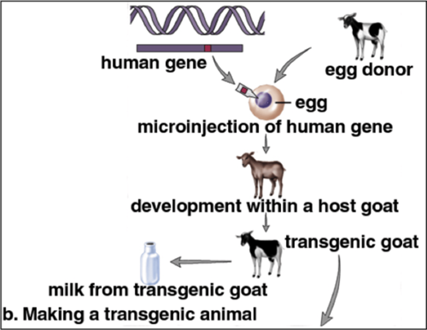 <p>made by introducing genes from one species into the genome of another animal</p>