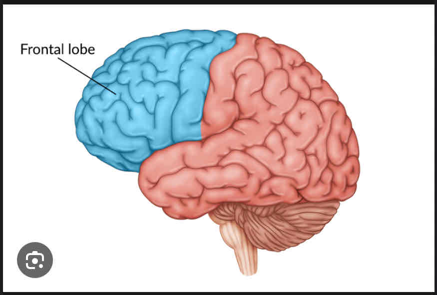 <p>Frontal Lobe</p>