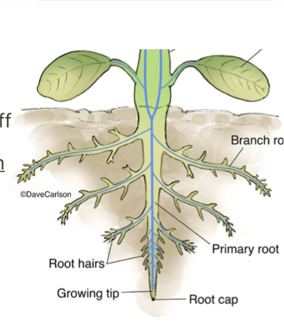 <p>Roots</p>
