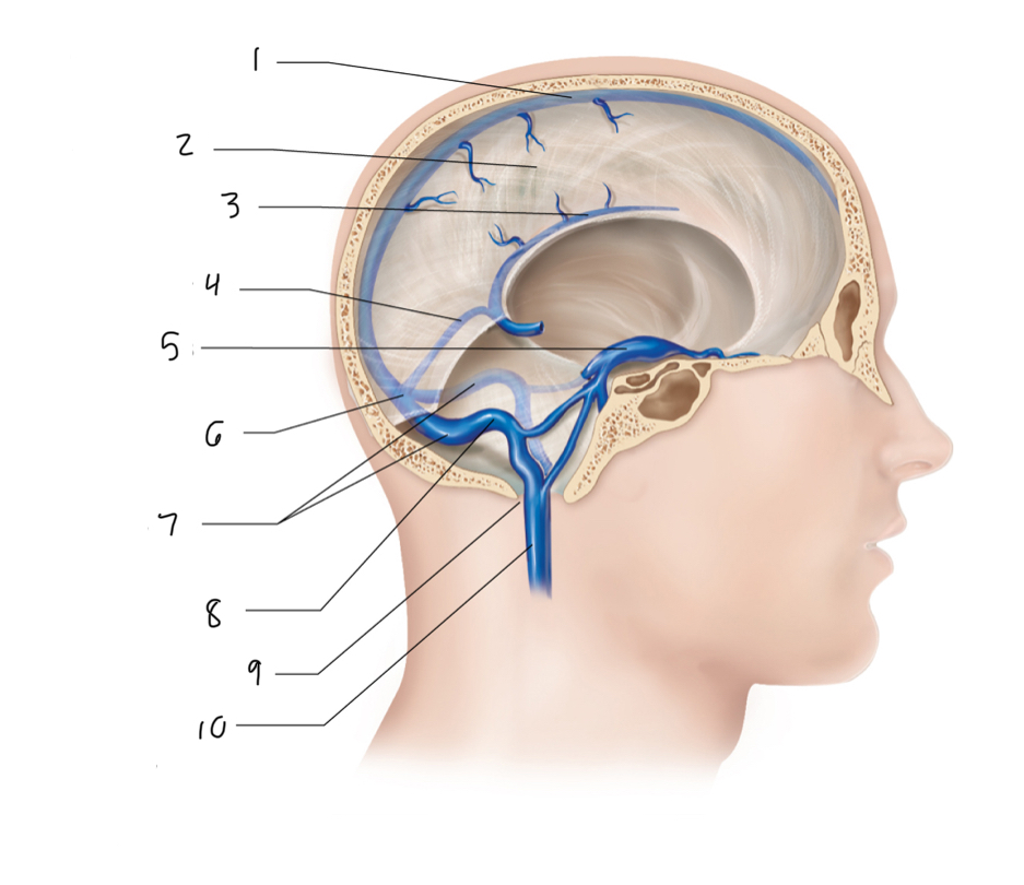 <p>7</p>