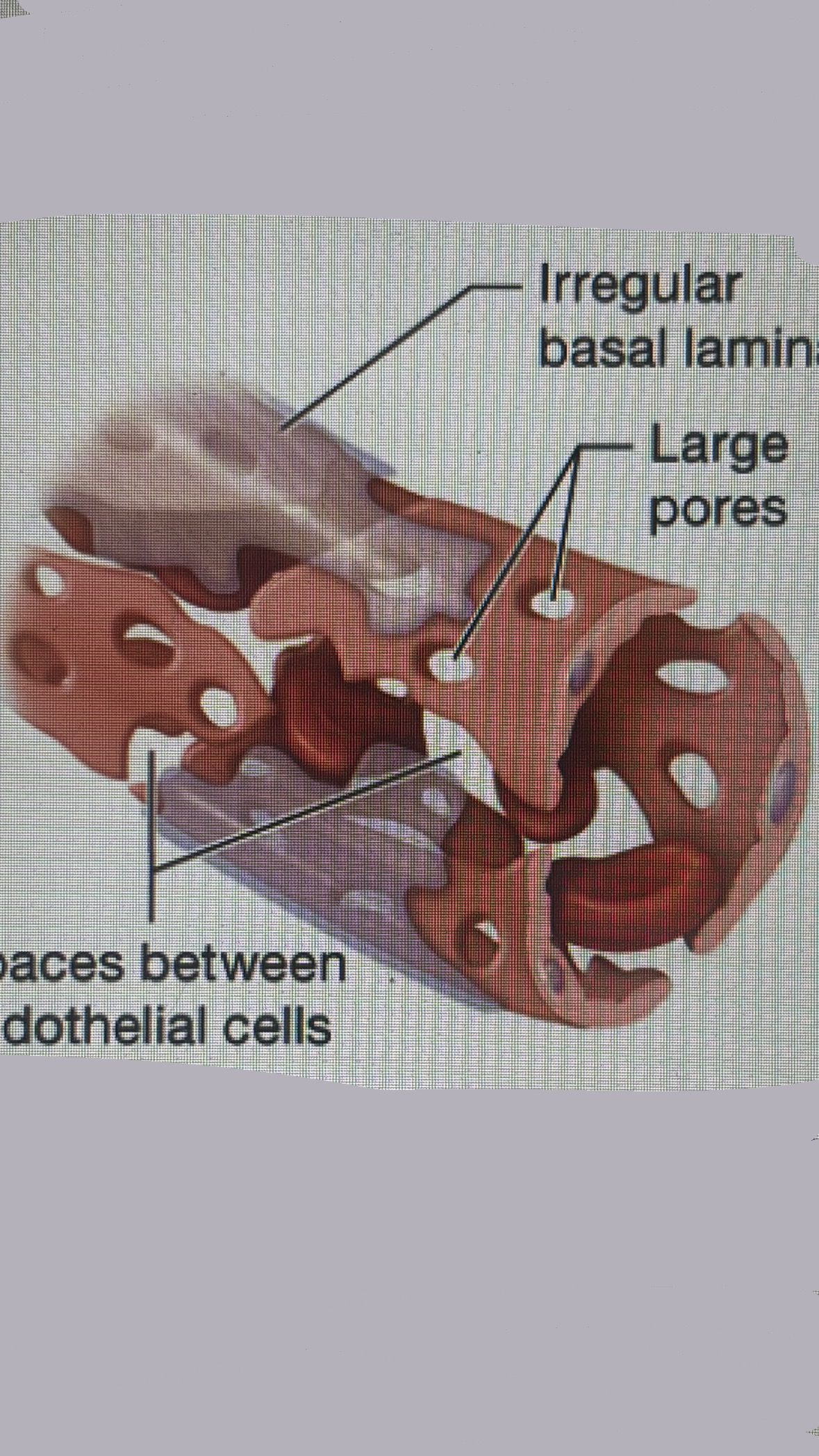 <p>discontinuous sheet of endothelium, irregular basal lamina, very large pores</p><ul><li><p>LOCATION</p></li></ul><p>    liver, lymphoid organs, bone marrow, spleen</p><p>leakiest— allow large substances such as cells to cross the capillary walls</p><p></p>