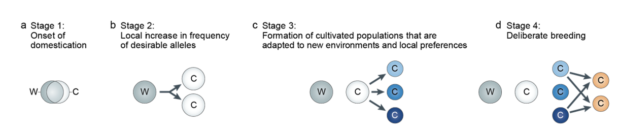 <ol><li><p>Onset of Domestication (Initiation)</p><ul><li><p>Plant exploitation, harvesting and stewardship</p><p>→ isolates it from wild relative</p></li></ul></li><li><p>Increase in frequency of desired alleles</p><ul><li><p>populations with desired alleles amplified</p></li><li><p>yield increases begin to be seen</p></li><li><p>diversity of phenotypes</p></li></ul></li><li><p>Adaptation of pops to new environments</p><ul><li><p>spread from centre of origin</p></li><li><p>now selected for <strong>even more different</strong> environments/ cultures</p></li></ul></li><li><p>Deliberate breeding</p><ul><li><p><strong>different</strong> crop varieties (now that we have them from stage 3) deliberately bred to max:</p><ul><li><p>yield, ease farming, uniformity and quality</p></li></ul></li></ul></li></ol><p></p>