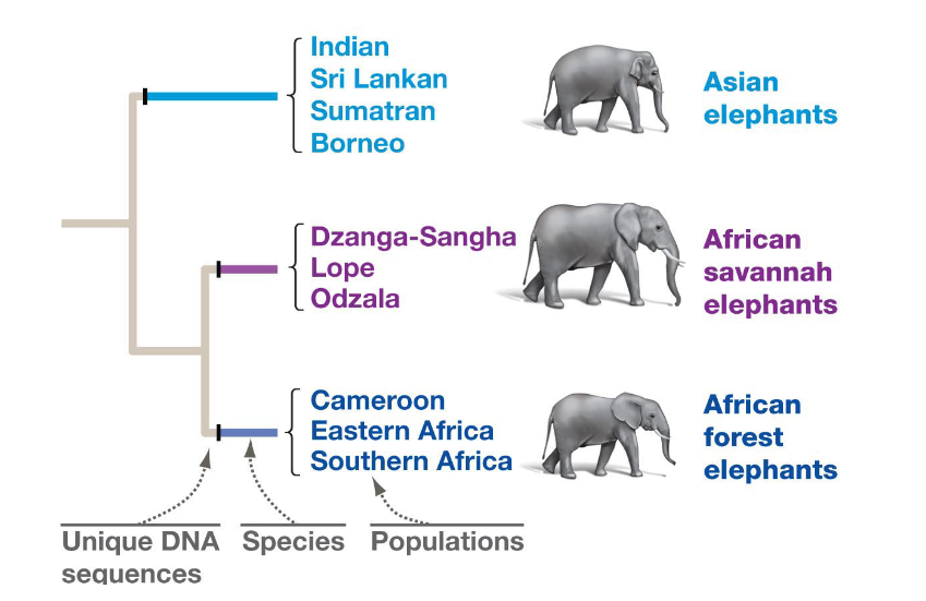 <p><span style="color: rgb(255, 255, 255);">Smallest possible group descending from a common ancestor and</span><span style="color: rgb(255, 255, 255);"><br></span><span style="color: rgb(255, 255, 255);">recognizable by unique, derived traits (smallest monophyletic groups)</span></p>