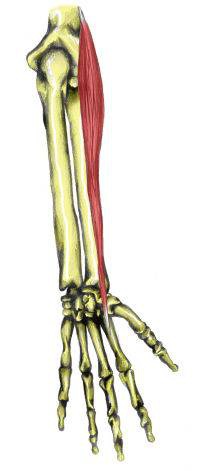 <p>dorsal surface of 2nd metacarpal (thumb side)</p>