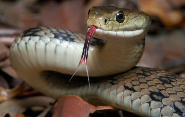 <p>snake</p>