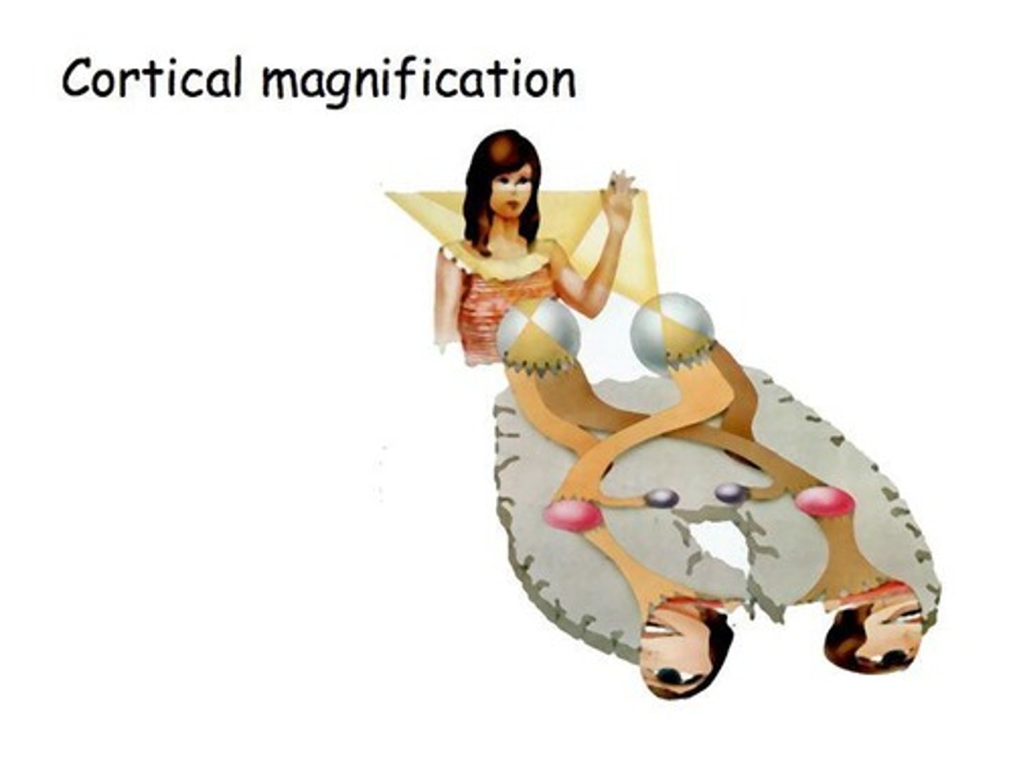 <p>Cortical magnification refers to the distortion in the retinotopic map of V1, where more cortical area is dedicated to processing the central visual field compared to the peripheral field.</p>