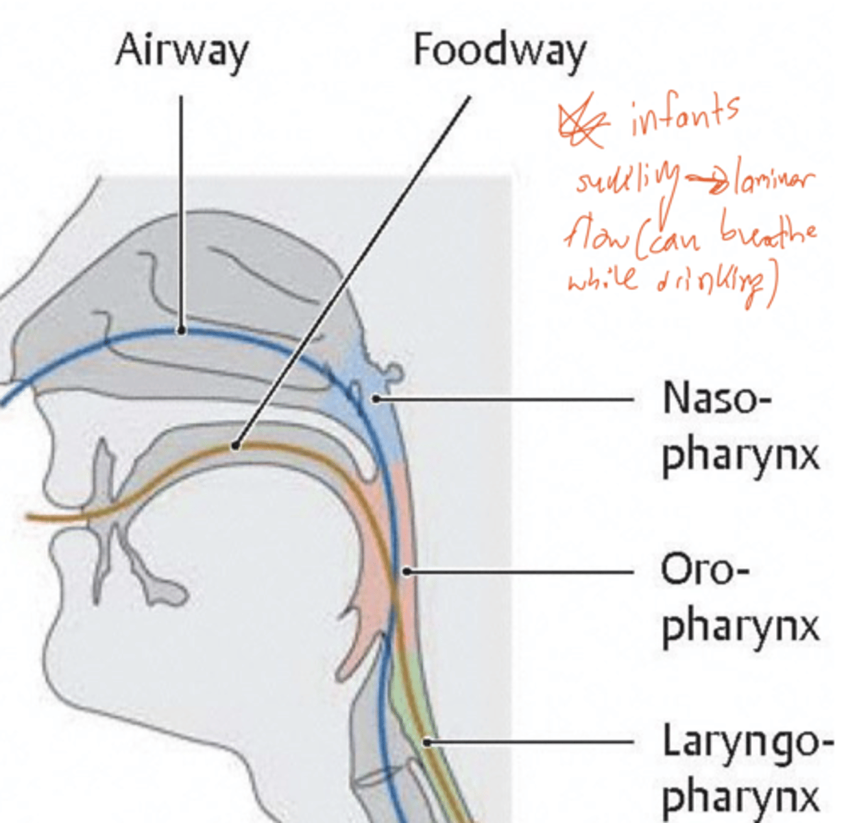 <p>pharynx</p>