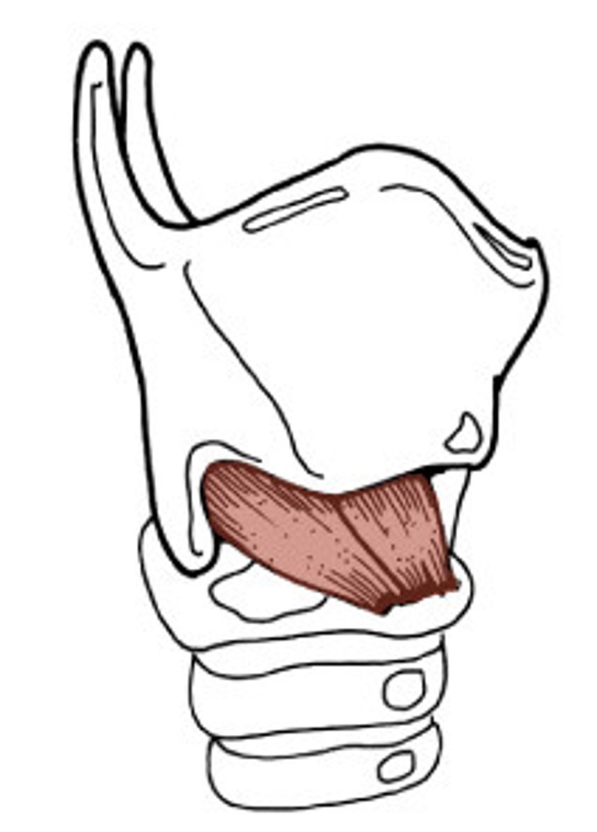 <p>lengthens and tenses the vocal folds</p>