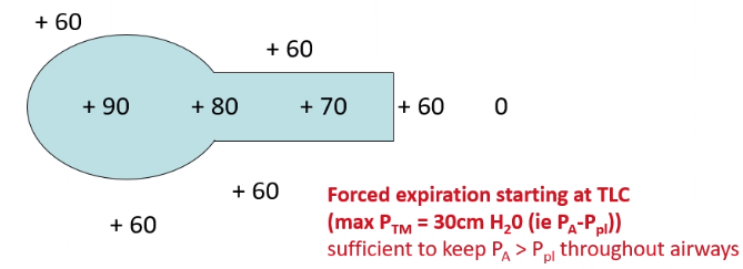 <ul><li><p><span>We take a maximum deep breath in and then force air out.&nbsp;</span></p></li><li><p><span>This generates a high +ve intrapleural</span></p><ul><li><p><span>As chest wall is collapsing strongly with expiratory muscle activity</span></p></li><li><p><span>Have a larger elastic recoil pressure</span></p></li></ul><p></p></li><li><p><span>These will generate a high P<sub>A </sub>(P<sub>A</sub> = P<sub>pl</sub> + </span>P<sub>el</sub><span>) e.g. 90</span></p></li><li><p><span>Therefore, because you have generated a large elastic recoil pressure, max Transmural pressure will be high → 30cm H<sub>2</sub>O (P<sub>A</sub>-P<sub>pl</sub>)</span></p></li><li><p><span>As we breathe out the pressure in the airways will fall but will stay greater than Ppl until we reach the trachea (where may be lower) so the airways are held open.</span></p></li></ul>