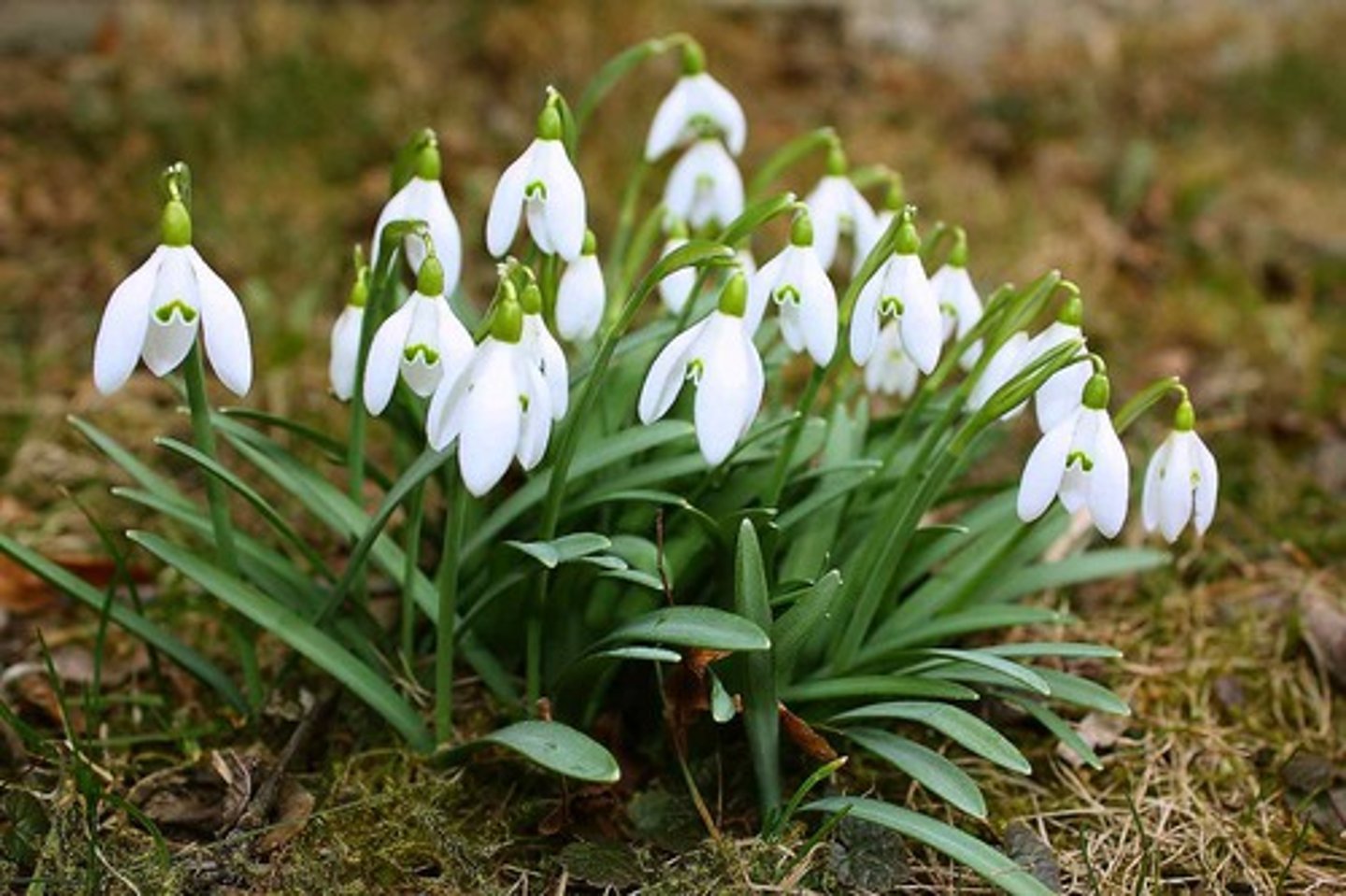 <p>Snow drop</p>