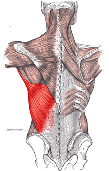 <ul><li><p>intertubercular groove of the humerus</p></li></ul>