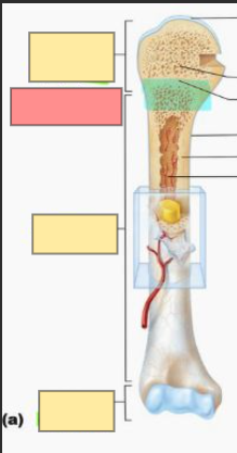 <p>site of the length-wise growth of long bones</p>