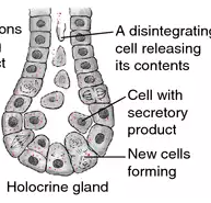<p>secretory products accumulate in the secretory cells which then die and the entire cell and its secertory products are released into a short duct</p>