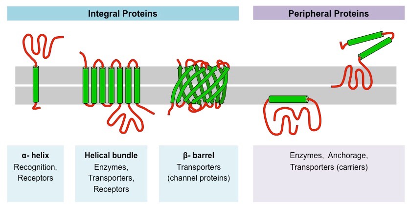 <p>Proteins loosely attached to the cell’s lipid bilayer membrane’s surface via non-covalent bonds, sticking to integral proteins or lipid heads, but not in the hydrophobic core</p>