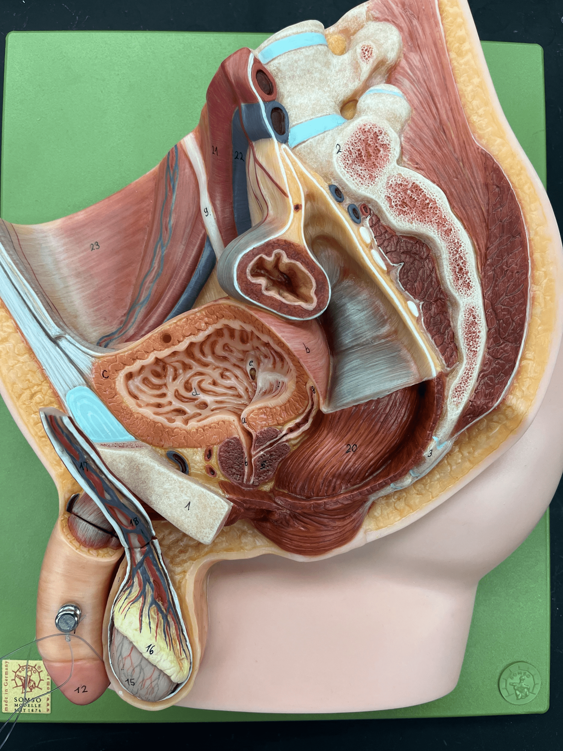 • Part of the male duct network.

• The second segment of the urethra.

• Extends from the urogenital diaphragm to the base of the penis.

• Not shown in image.