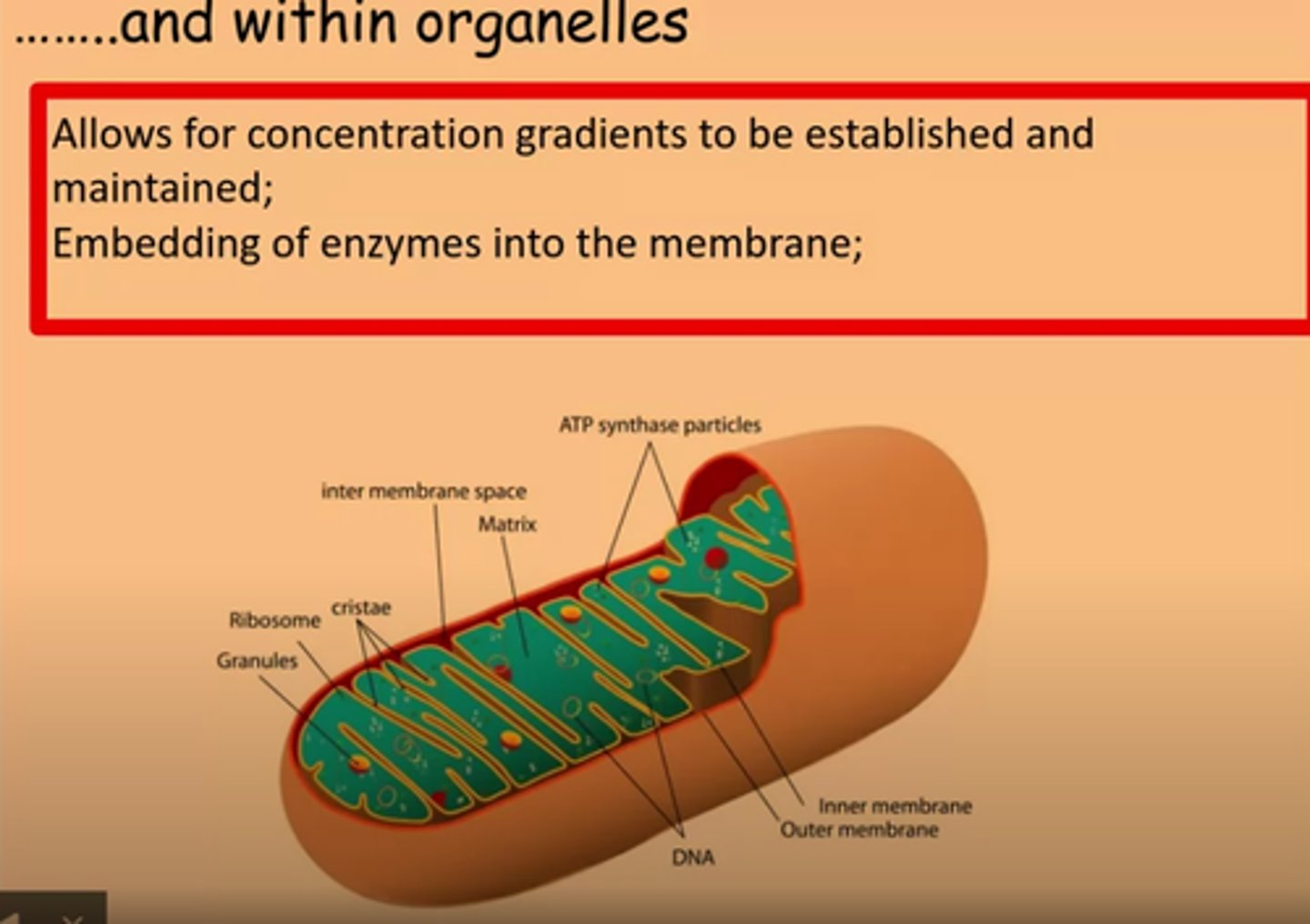 <p>Allows for concentration gradients to be established and maintained</p><p>Embedding of enzymes into the membrane</p>