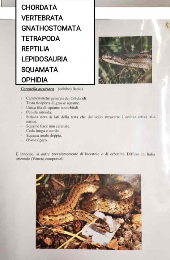 <p>Cordati</p><p>Vertebrati</p><p>Tetrapodi</p><p>Rettili</p><p>Lepidosauri</p><p>Squamata</p><p>Ophidia</p><p>Coronella austriaca (colubro liscio)</p>