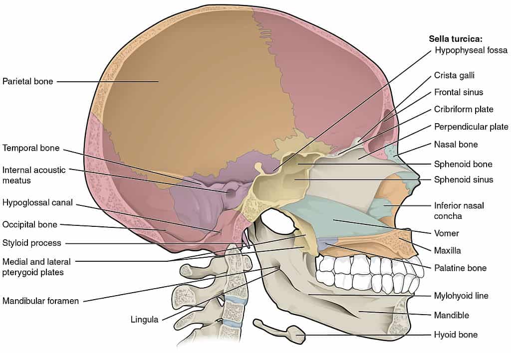 <p><span style="color: rgb(43, 49, 80)">Which of the following about the hyoid bone is correct?</span></p>