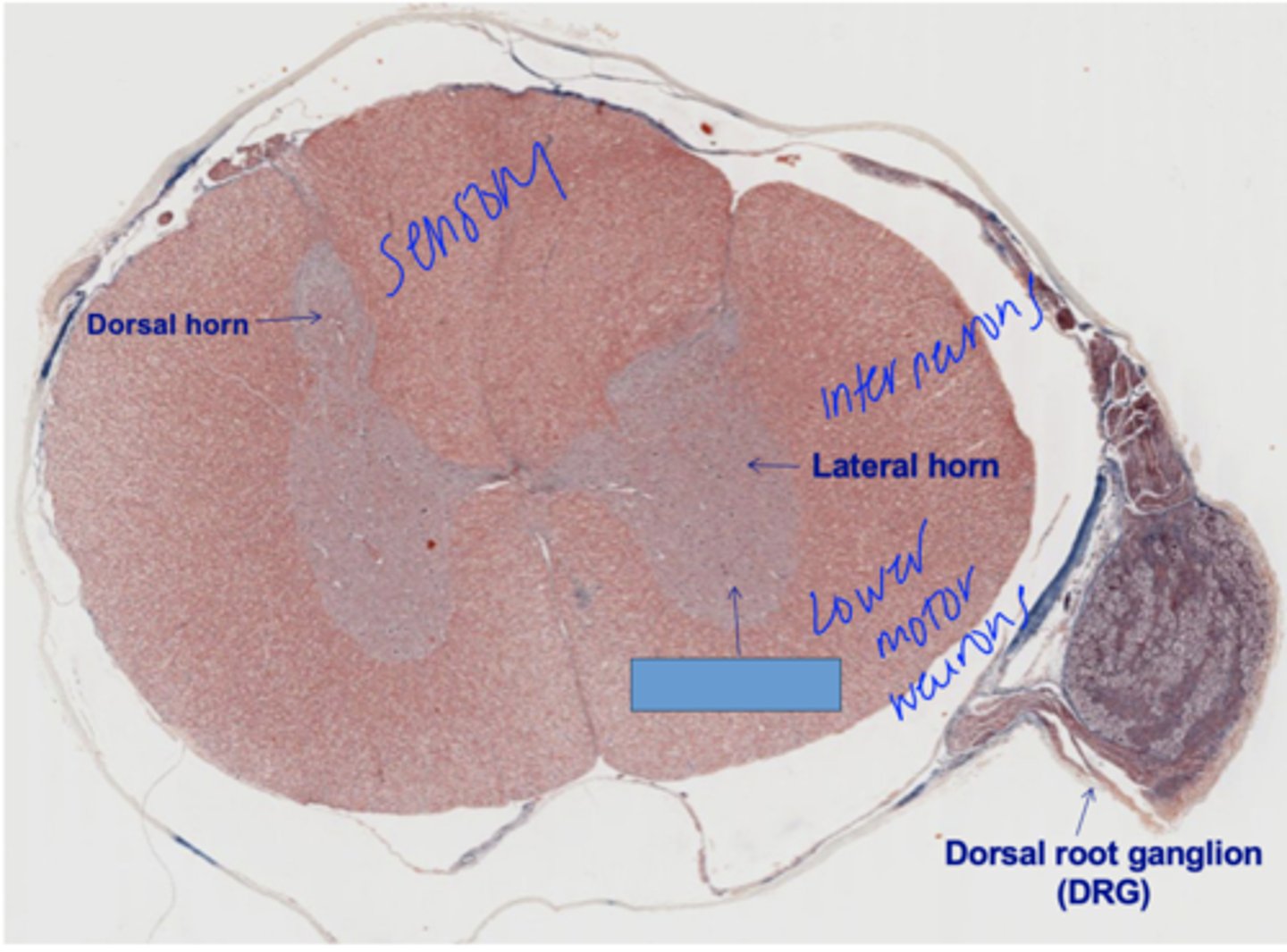 <p>Identify the structure</p>