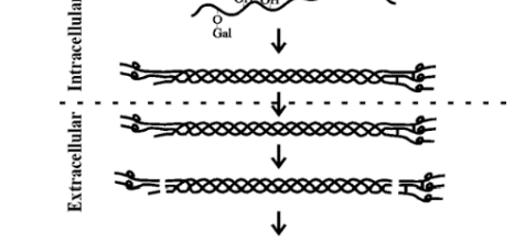 <p>The procollagen molecules are secreted into the extracellular space where the N and C propeptides are cleaved by specific proteases.</p>
