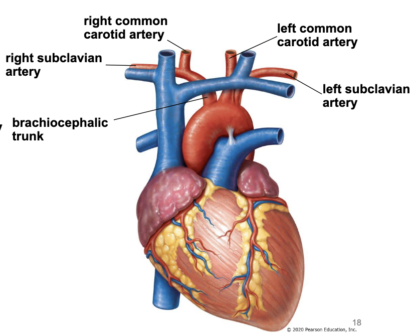 <p>aortic arch gives off 3 branches that supply the head, neck, and upper limbs</p><ol><li><p>brachiocephalic trunk</p><ol><li><p>right common carotid artery - supply head and neck</p></li><li><p>right subclavian artery - supply upper limbs</p></li></ol></li><li><p>left common carotid artery</p></li><li><p>left subclavian artery</p></li></ol><p></p>