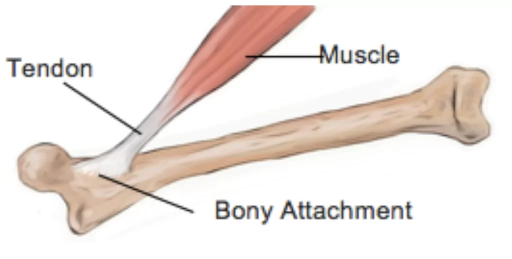 <p>a connective tissue that connects muscles to bones.</p>