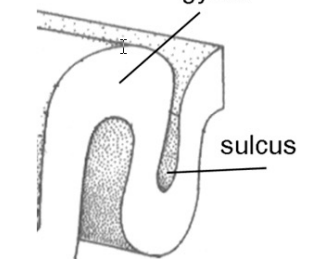 <p>outwards, inward</p>