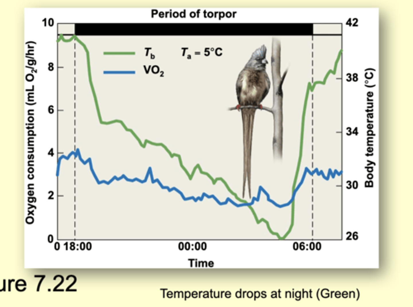 <p>metabolic inactivity =&gt; a drop in body temp. to (~) ambient temp. for part of a day</p><p>----</p><p>Diurnal animals = humming birds - enter torpor at night</p><p>Nocturnal animals = bats- enter torpor during the day.</p><p>----</p><p>*When the animal becomes metabolically active again, body temperature quickly rises back to normal.</p>