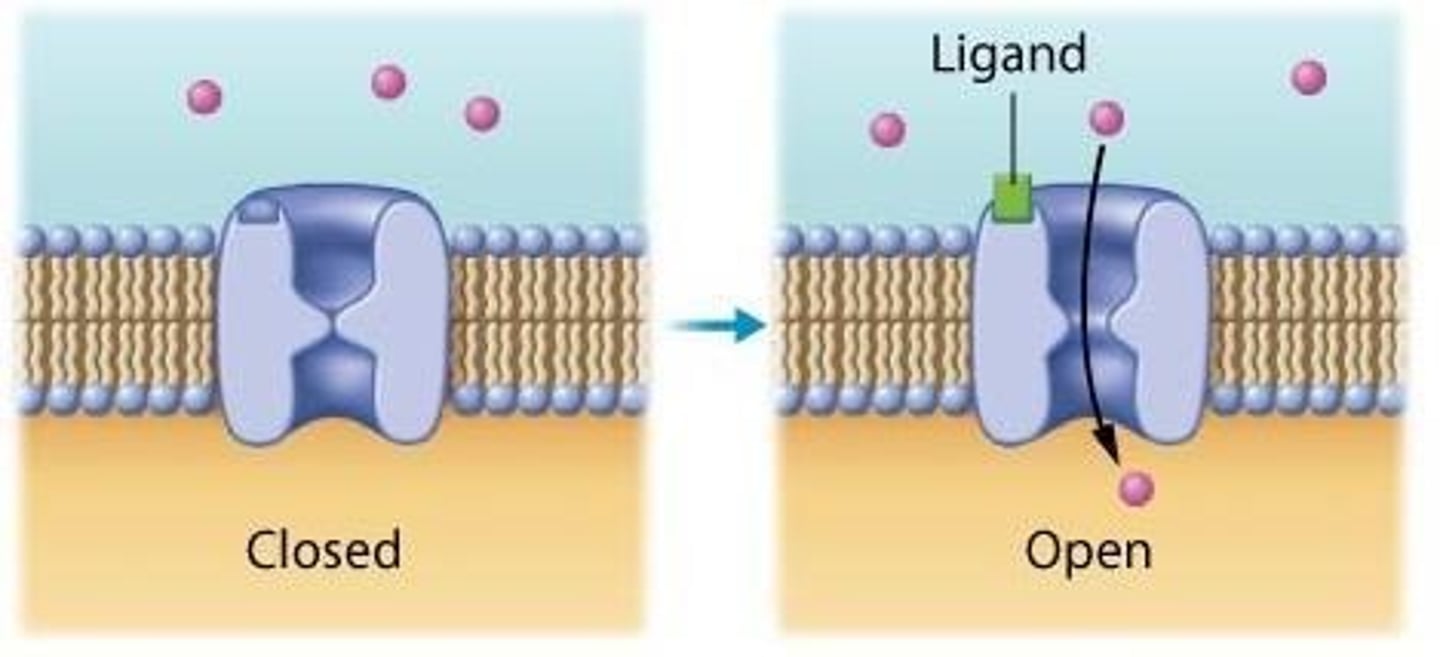 <p>Channels that require a ligand to bind in order to open or close.</p>