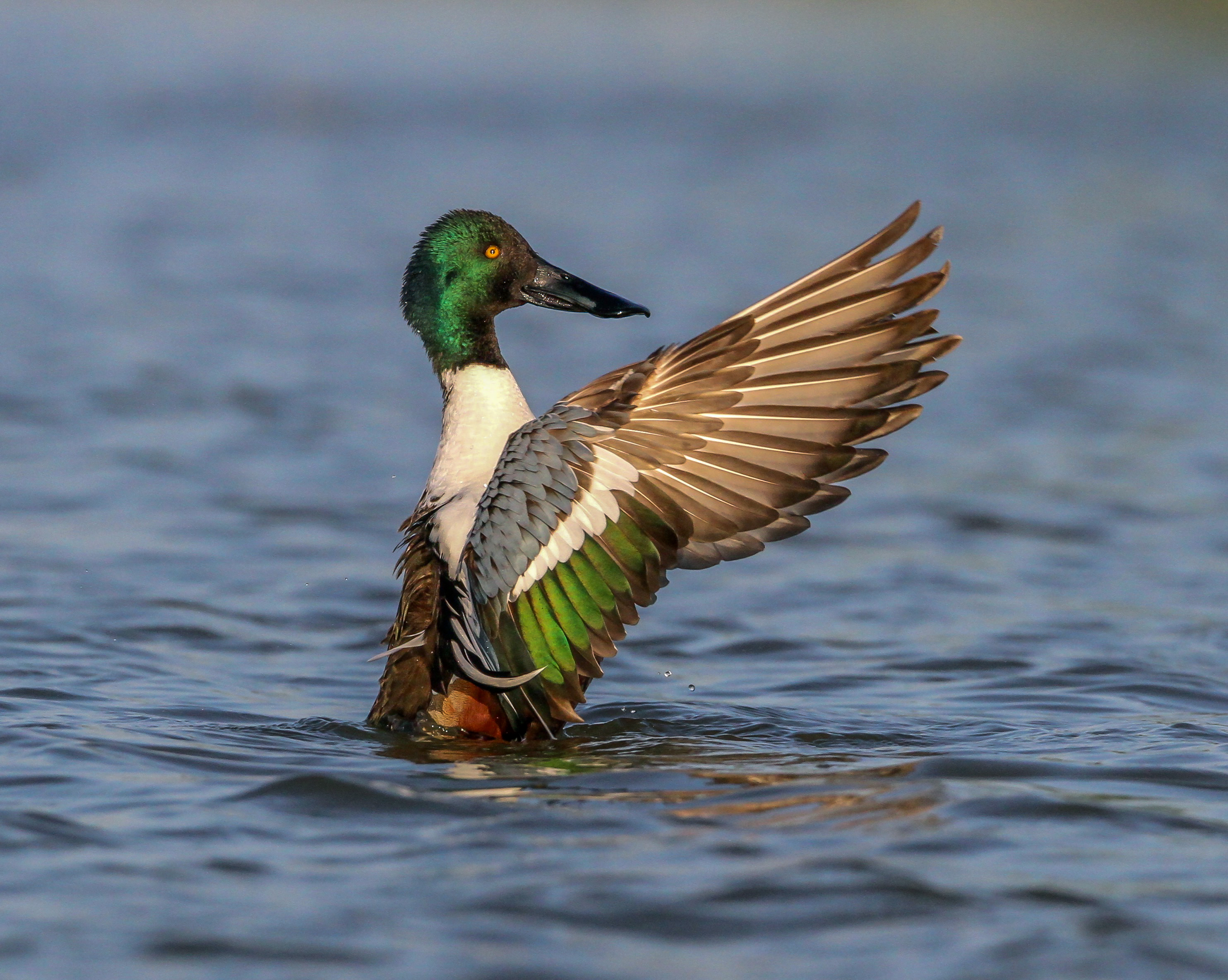 <p>Large spoon-shaped bill. Males have green heads, females are mottled brown.</p>