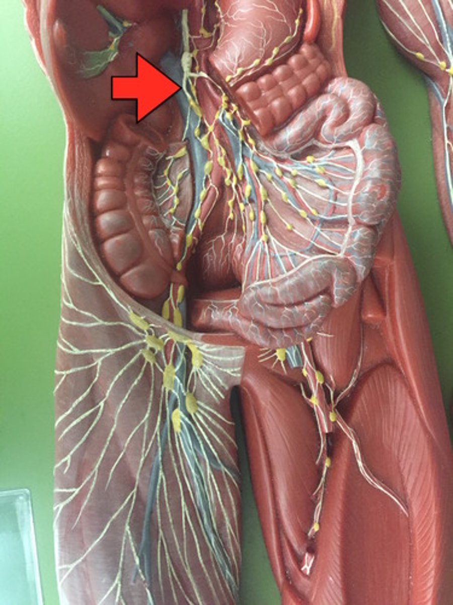 <p>drains right lower limb</p>
