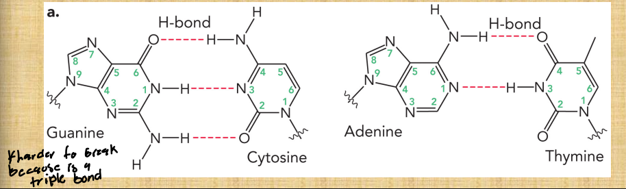 <ul><li><p>Based on Chargaff’s rule</p></li><li><p>States that A-T means A binds to T and G-C means that G binds to C</p></li><li><p>These are called Watson-Crick base pairs</p></li></ul><p></p>