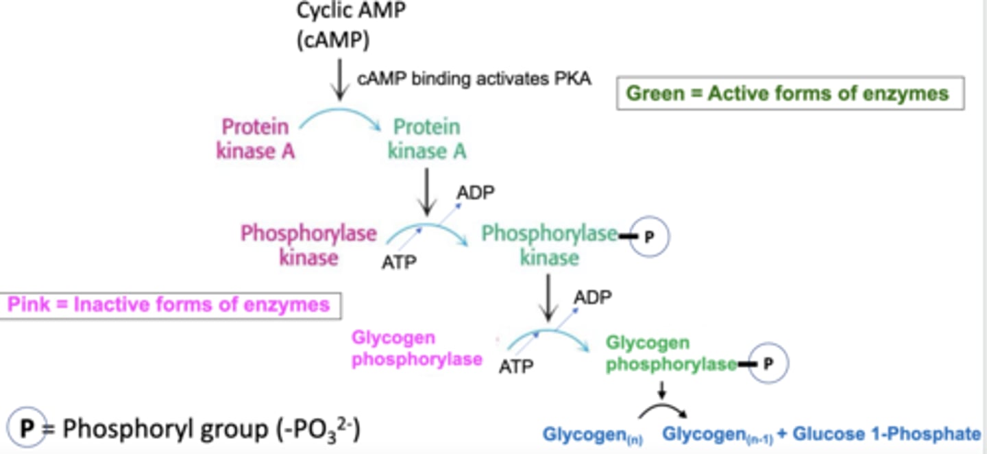 <p>starts glycogen breakdown</p>