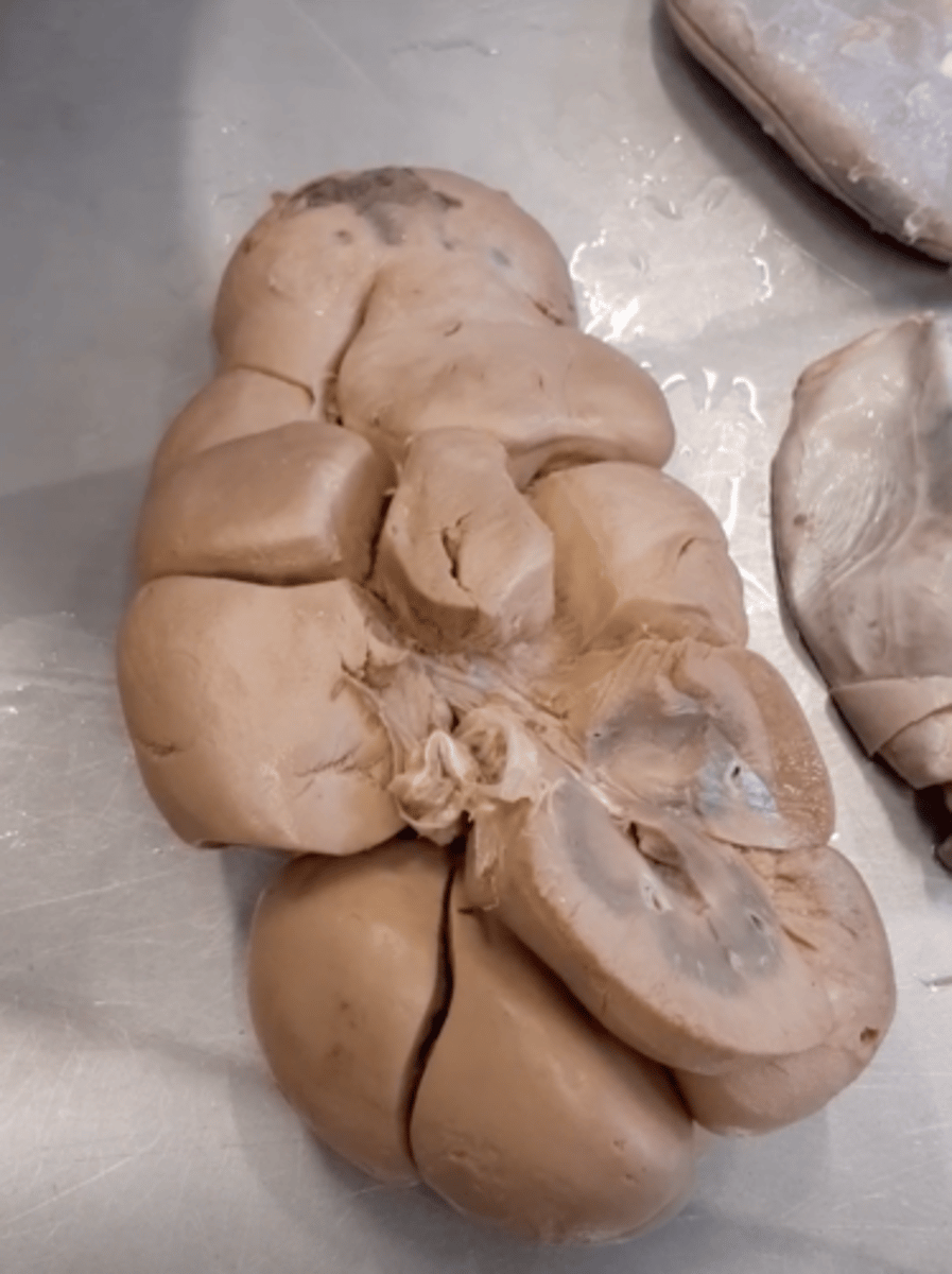 <p>What species?</p>