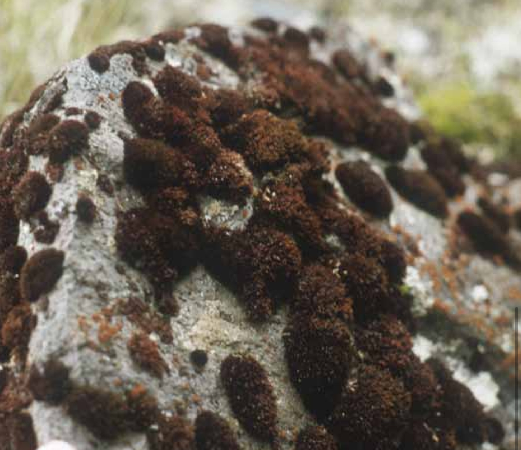 <p>Bryophyta, and class Andreaeidae, (Consists of small blackish-green or dark reddish-brown tufted mosses</p><ol><li><p>Often on granite rocks- protonema with two rows of cells</p></li></ol><p></p>