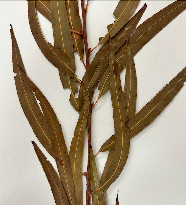 <p>Salicaceae</p><p><em>Salix</em></p>