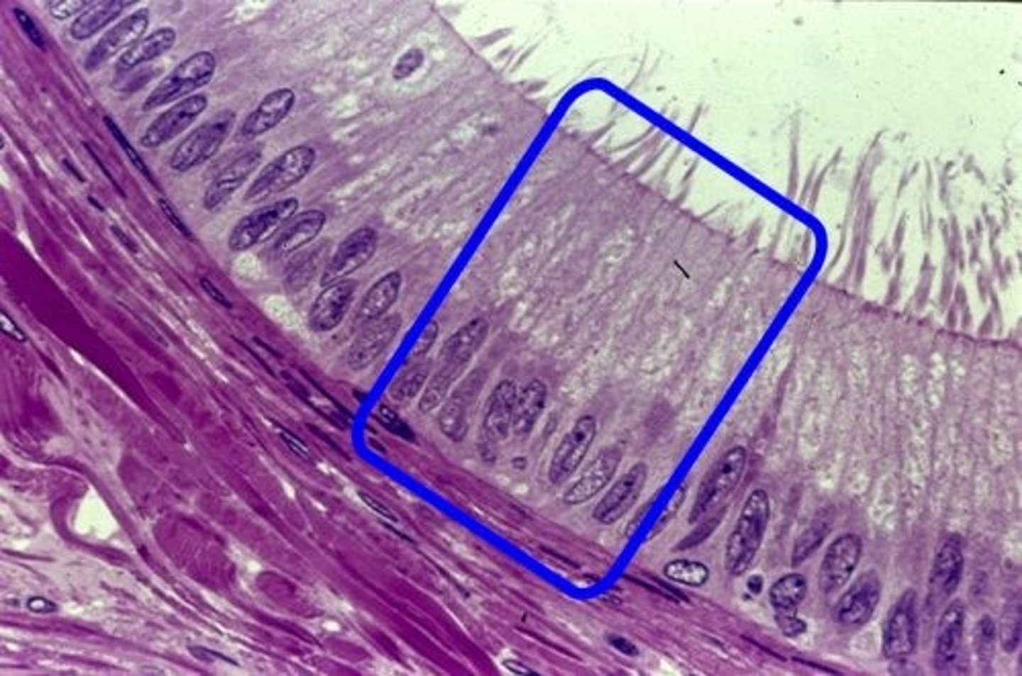 knowt flashcard image