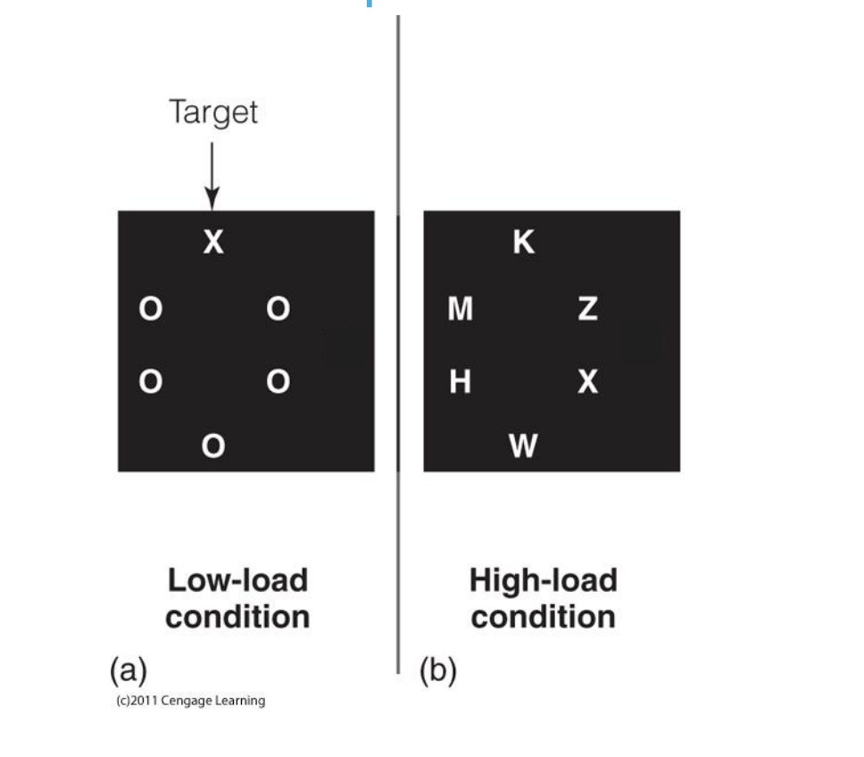 <ul><li><p>Identify a target letter (e.g., “X”) and press a button.</p></li><li><p>Flanker → While you’re trying to identify the target letter, there are extra letters (flankers) around it. For example, you might see something like “N X N.”</p><p></p><p></p></li></ul><p></p>