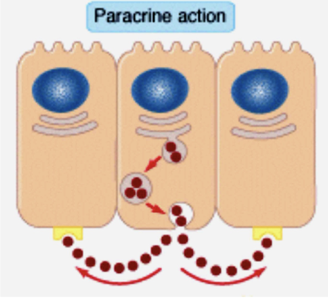 <ul><li><p>The hormone is released and diffuses to its target cell through the intermediate extracellular fluid</p></li><li><p>Secretory cells are close to the target cells, so hormones do not need to enter the blood (acts on neighbouring cells)</p></li></ul><p></p>