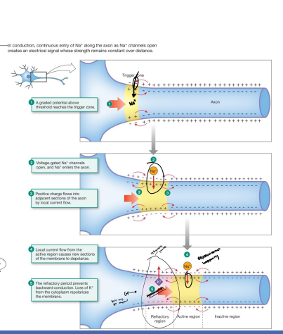 <ol><li><p>Graded Potential above threshold reaches the trigger zone </p></li><li><p>Voltage-gated Na+ channels open, and Na+ enters the axon</p></li><li><p>Positive charge flows into adjacent sections of the axon by local current flow</p></li><li><p>Local current flow from the active region cause new sections of the membrane to depolarize</p></li><li><p>The refractory period prevents backward conduction. Loss of K+ from the cytoplasm repolarizes the membrane.</p></li></ol><p>The refractory period: As mentioned above, the refractory period prevents the action potential from traveling backwards.</p><p>The distribution of sodium channels: Sodium channels are clustered at the axon hillock and at the nodes of Ranvier. This ensures that the action potential can only travel in one direction.</p>