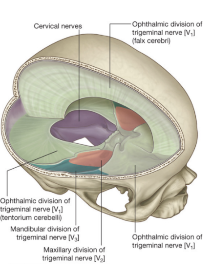 <ul><li><p><span>Headache – the most common symptom in meningitis and is found in more than 80% of the patients&nbsp;</span></p></li><li><p><span>Meninges are innervated (mostly) by the 3 branches of the trigeminus –</span></p><ul><li><p><span>The branch with the largest territory of innervation is the Ophthalmic division of the trigeminal – innervates all of the supratentorial compartment</span></p><ul><li><p><span>Vasodilation of meningeal vessel in supratentorial compartment – usually leads to headache in frontal or parietal headache</span></p></li></ul></li><li><p><span>Occipital nerves innervate infratentorial compartment&nbsp;</span></p><ul><li><p><span>If we have vasodilation of meningeal vessel in the infratentorial compartment, – occipital spinal nerves</span></p></li></ul></li></ul></li></ul>