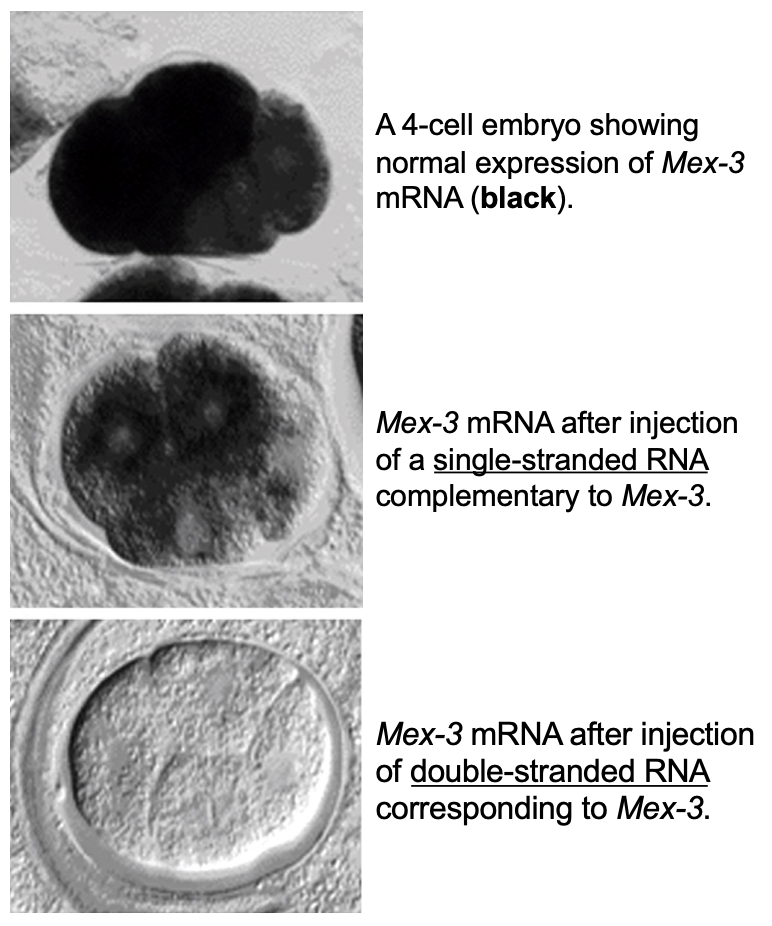 <ul><li><p>ssRNA → modest reduction in gene expression</p></li><li><p>dsRNA → complete eliminated of gene expression</p></li></ul><p></p><ul><li><p>this effect is known as RNA interference (RNAi)</p></li></ul><p></p>