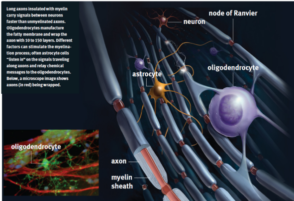 <p>cells in the nervous system that are not neurons but provide structure and support for them</p>