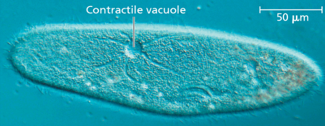 <p>osmoregulation </p>