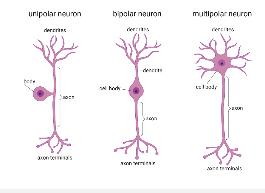 <p>• Multi-polar: this is the most of the nerves in the nervous system, especially for interneurons and motor neurons</p><p>• Bi-polar:&nbsp; neurons collect light in your eyes, pretty specialized</p><p>• Uni-polar: usually a sensory neuron. (where all the cell bodies from all the sensory neurons hang out together, called ganglia)</p>