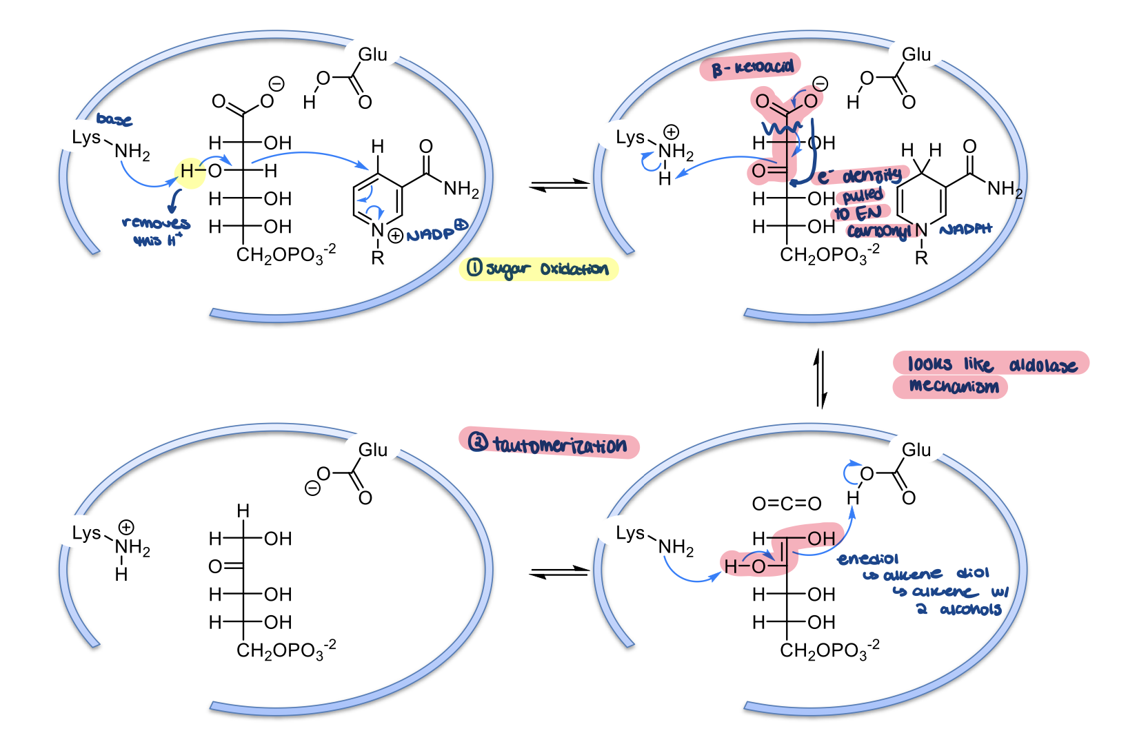 <ol><li><p>active site Lysine residue acts as a base to remove a H from carbon 3 of 6-phosphogluconate (gets oxidized to a carbonyl). Carbon 3 gives up its H so that the O can form its double bond/carbonyl. The H gets transferred to NADP+ to make NADPH</p></li><li><p>the B-keto acid undergoes resonance and dissociates as CO2. This causes electrons to shift to form a double bond between carbons 1 and 2. This causes carbonyl (carbon 2) to take back its H+ from Lysine to form OH group again. A enediol intermediate is formed. NADPH is released</p></li><li><p>The double bond between carbons 1 and 2 is used to pick up a H from a Glu residue in the active site. Lysine takes back the H on the OH group on carbon 2, so a carbonyl will form again. This is similar to an aldose mechanism</p></li><li><p>ribulose-5-phosphate (Ru5P) is formed</p></li></ol>