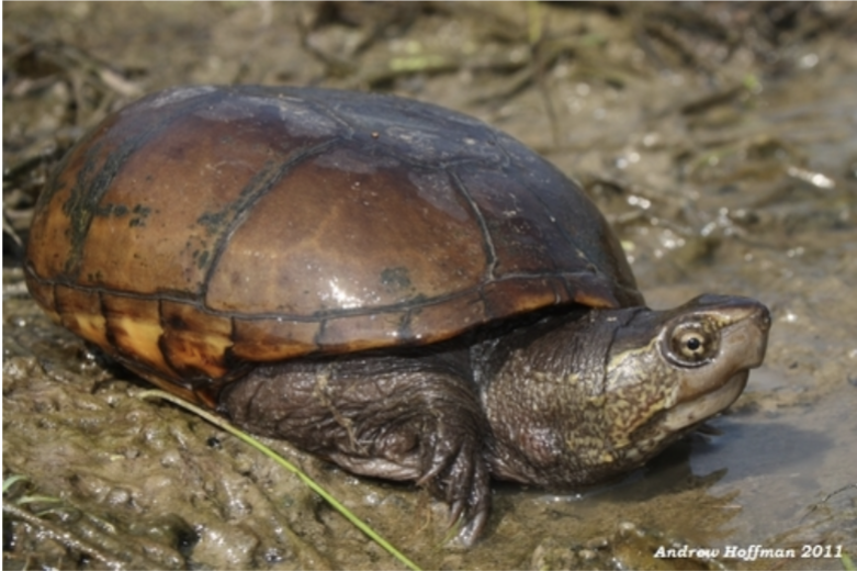 <p>Kinosternon subrubrum<br>Eastern mud turtle<br>Kineosternidae</p>